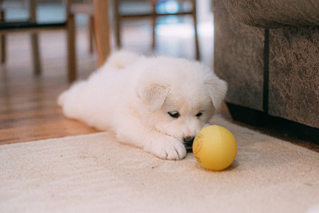 How To Potty Train a Maltese Puppy: A Complete Guide