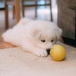 How To Potty Train a Maltese Puppy: A Complete Guide