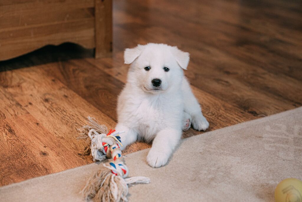 How To Potty Train a Maltese Puppy