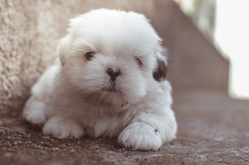 How to Get Rid of Fleas on Newborn Puppies Safely and Naturally