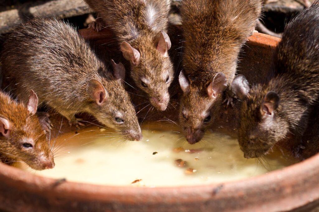 How to Keep Mice Away From Dog Food 