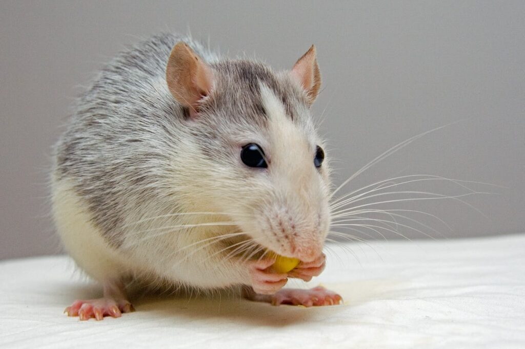 How to Keep Mice Away From Dog Food: Keep a Mouse-Free Home