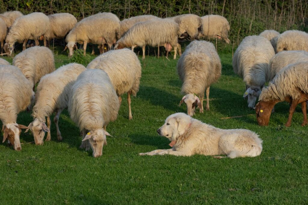 How to Train a Dog to Herd: A Step-by-Step Guide