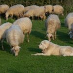 How to Train a Dog to Herd: A Step-by-Step Guide