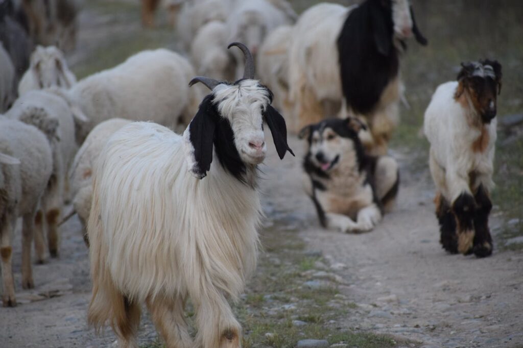 How to Train a Dog to Herd