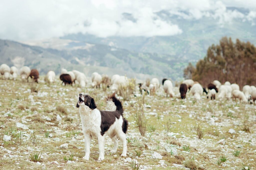 How to Train a Dog to Herd