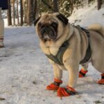 Is a Pug Hypoallergenic? Understanding Allergies