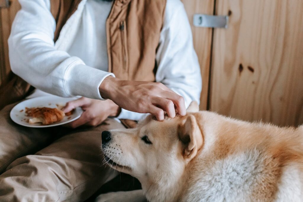 Can Dogs Eat Quesadillas