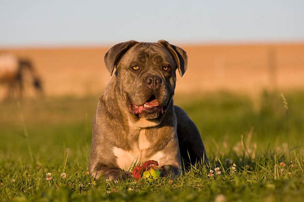 Cane Corso Catahoula Mix