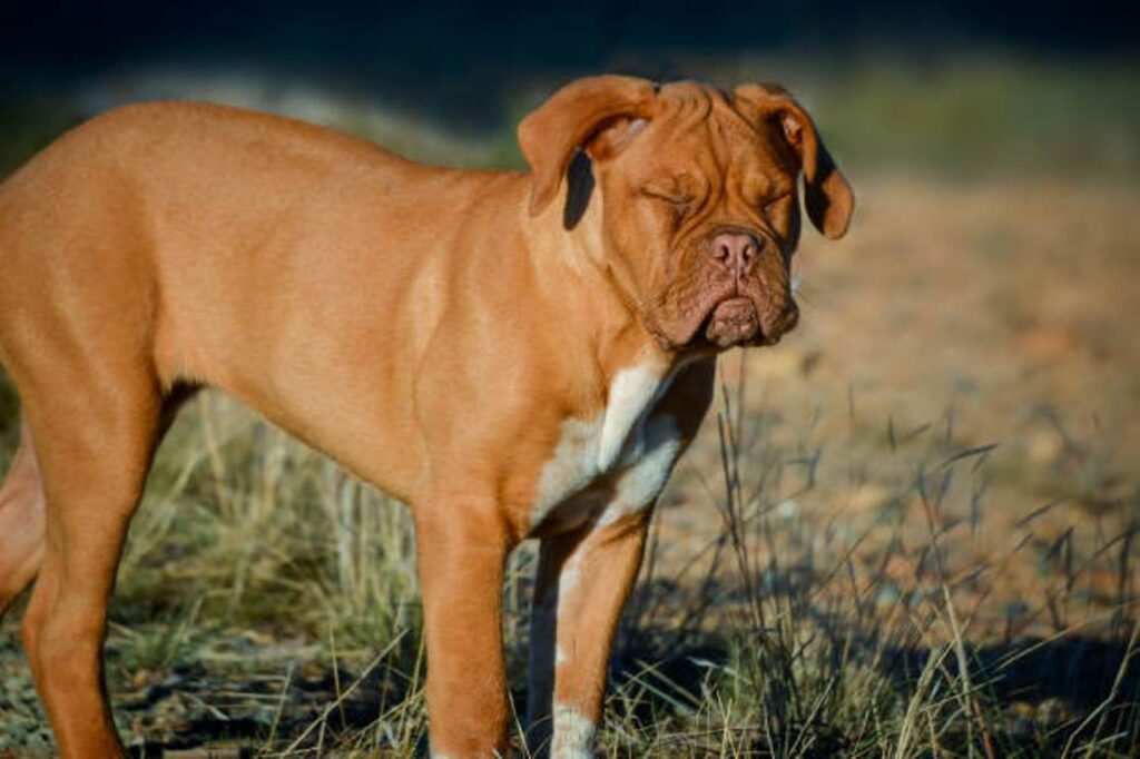 Cane Corso Catahoula Mix