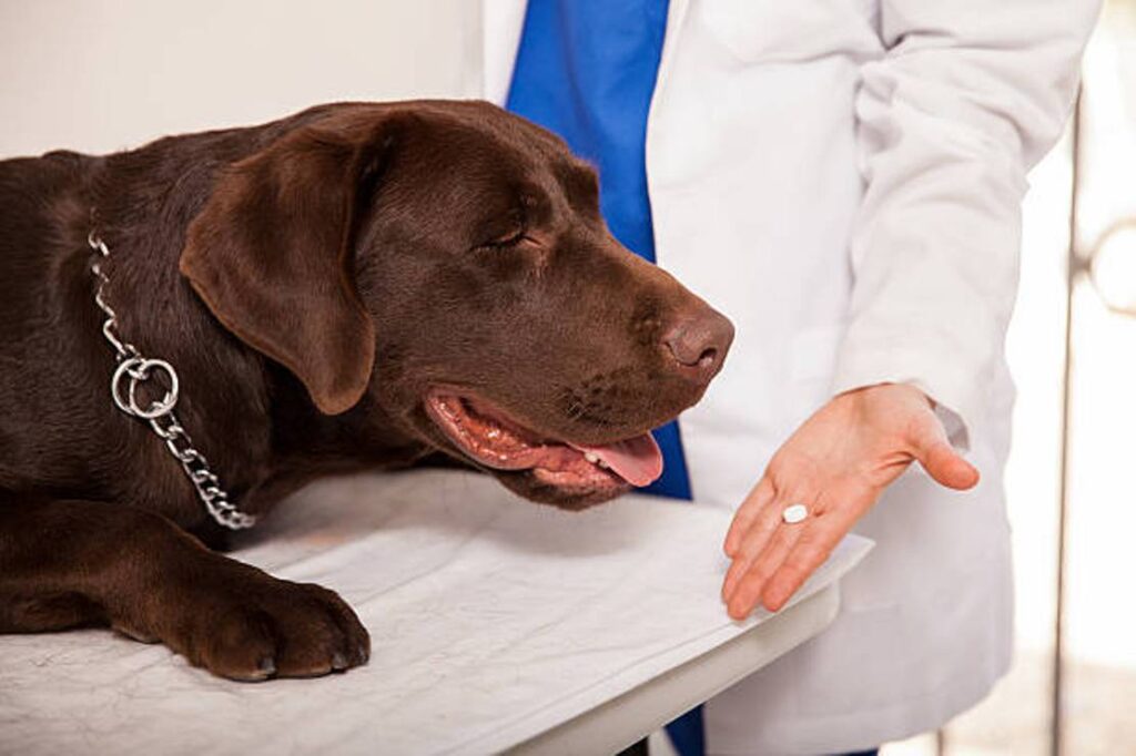 Does My Dog Have a Cold? Signs, Treatment, and Prevention