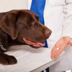 Does My Dog Have a Cold? Signs, Treatment, and Prevention