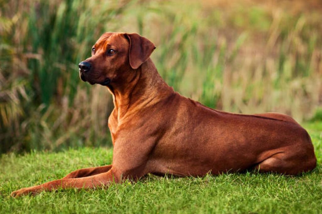 How Fast Can Rhodesian Ridgebacks Run