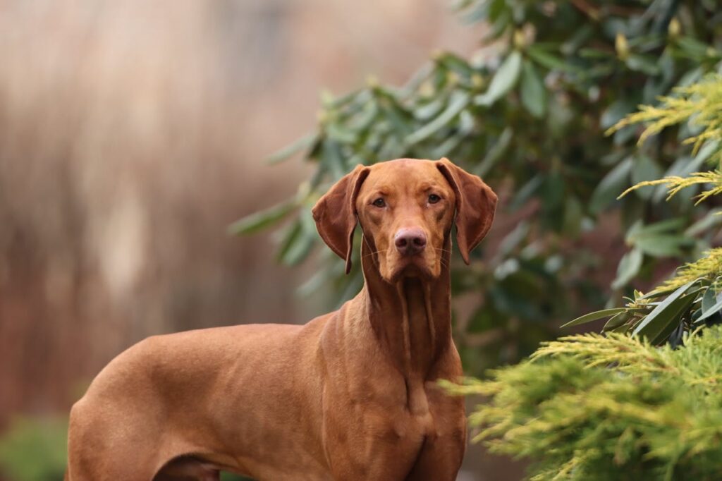 How Fast Can Rhodesian Ridgebacks Run