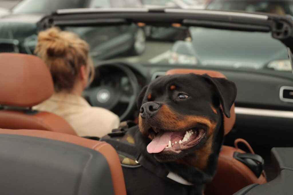 How to Calm a Dog Down in a Car