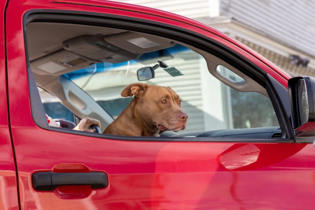 How to Calm a Dog Down in a Car