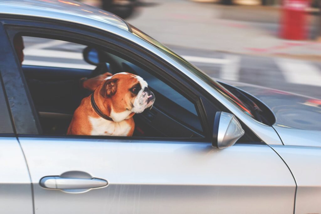 How to Calm a Dog Down in a Car