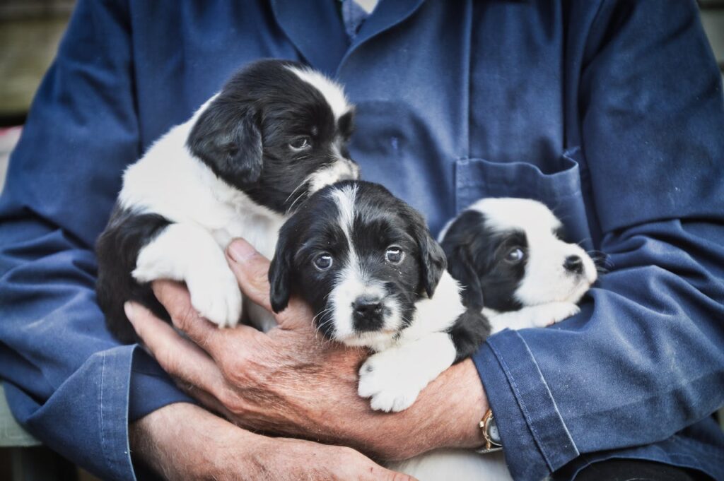 How to Find an Ethical Dog Breeder: A Comprehensive Guide