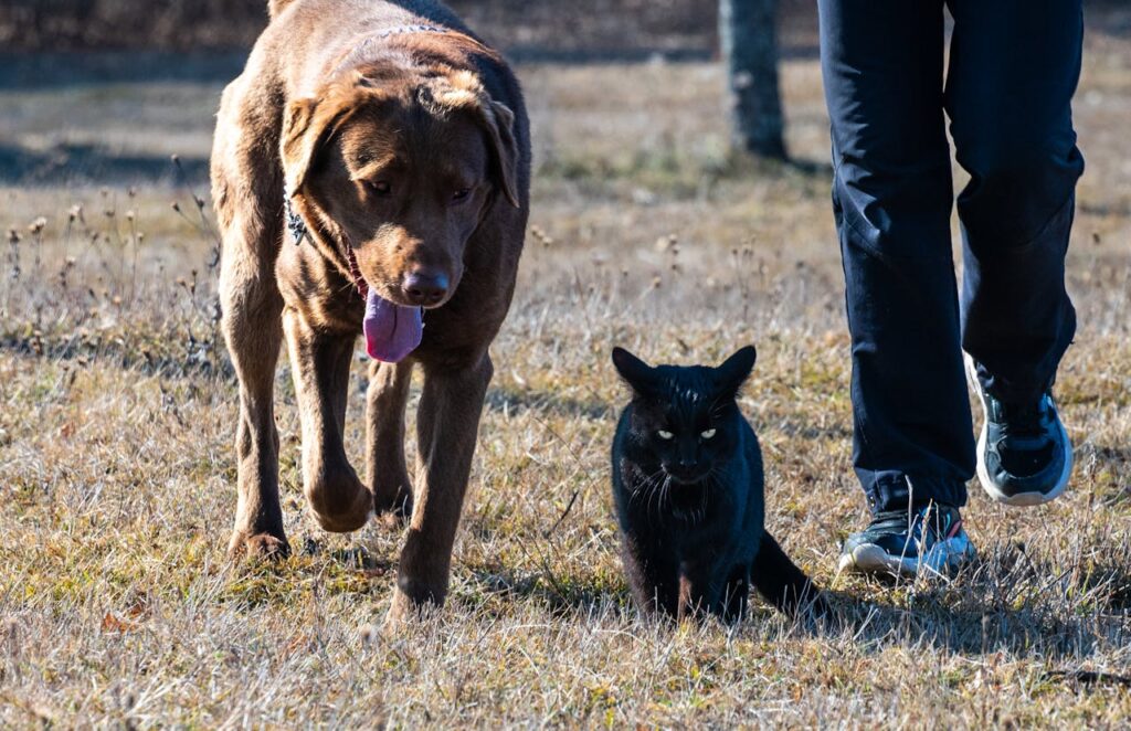 How to Prevent Your Dog from Chasing Your Cat