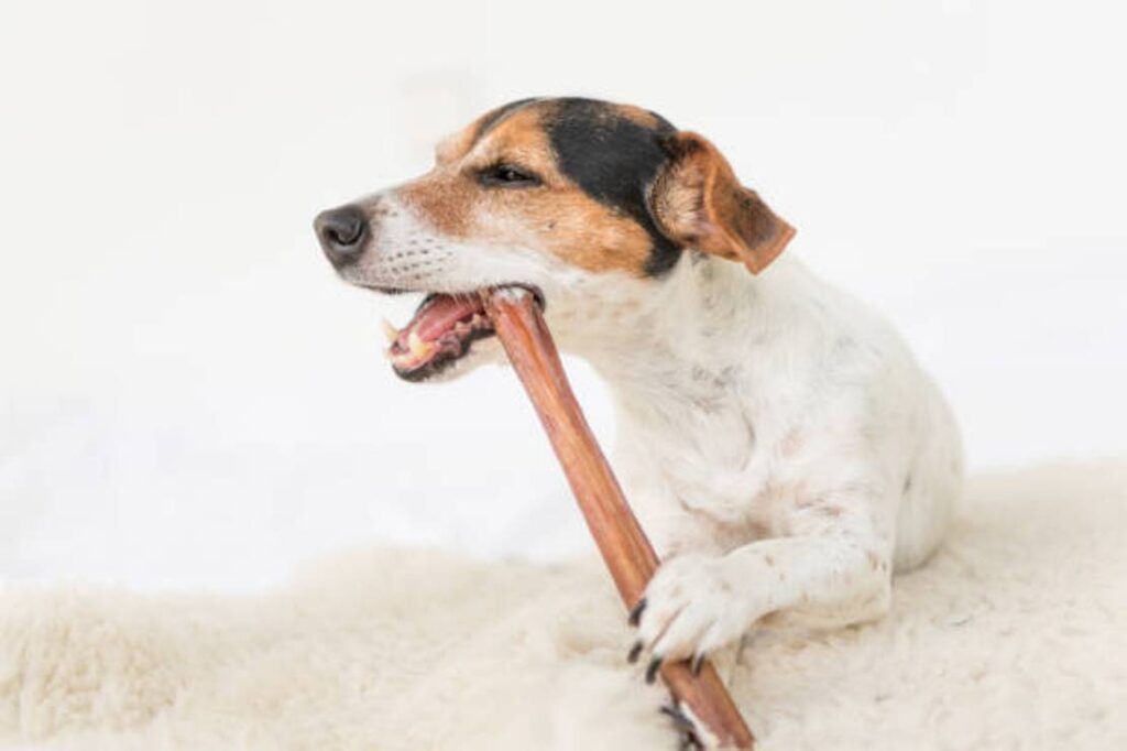 What to Do If My Dog Swallowed a Bully Stick