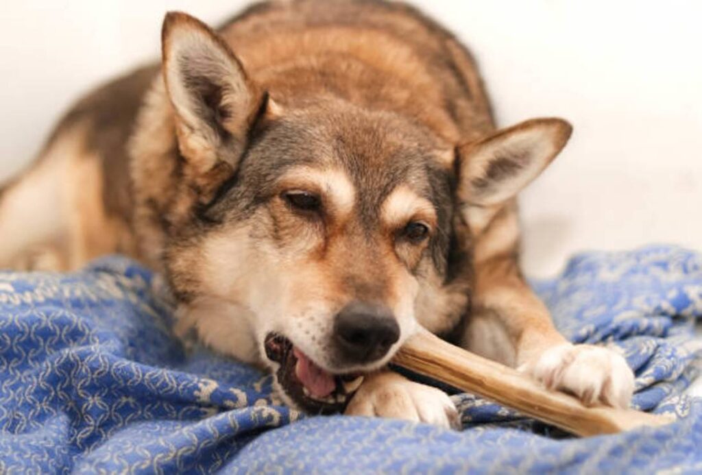 What to Do If My Dog Swallowed a Bully Stick