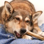 What to Do If My Dog Swallowed a Bully Stick