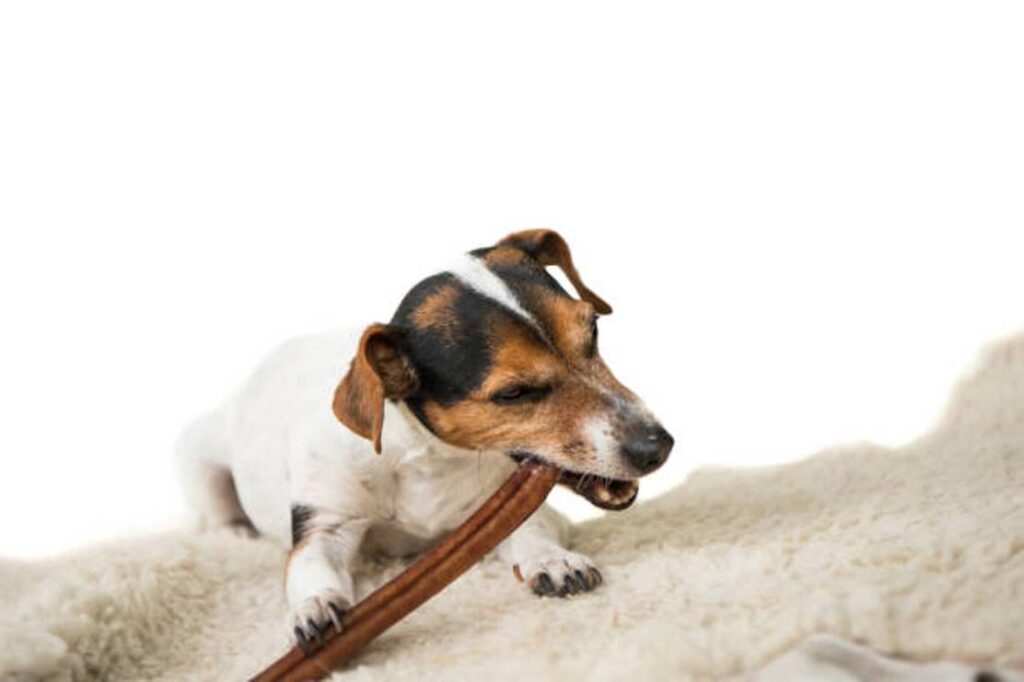 What to Do If My Dog Swallowed a Bully Stick