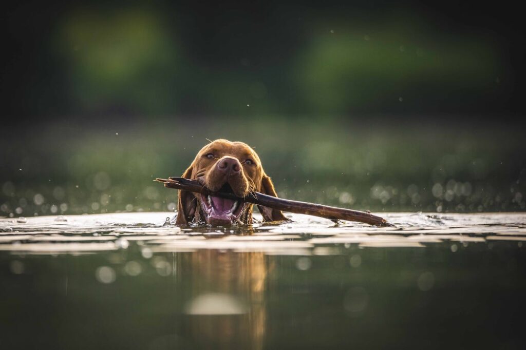 What to Do If My Dog Swallowed a Bully Stick